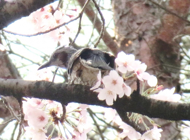 鳥2