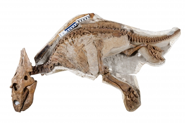 カスモサウルス実物化石(幼体) 所蔵:アルバータ大学(カナダ) Photographed by John Ulan, © University of Alberta, Faculty of Science.