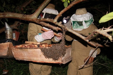 beehive026