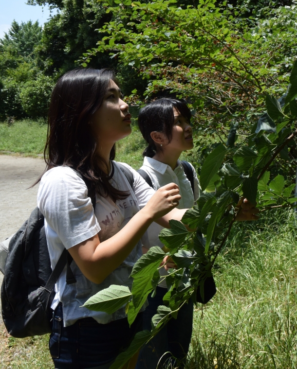 クワに詳しい2人は戸山公園到着後、瞬時にクワを発見