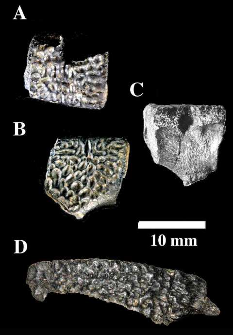 発見された化石 A・B・Cは同一化石を別角度から撮影したもの