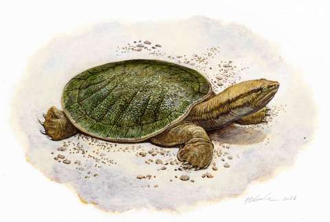 カッパケリス・オオクライ復元画 小田隆氏(成安造形大学)画