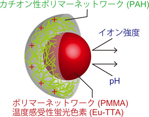 図1蛍光ナノ温度計のコンセプト。蛍光色素（赤）を複数のポリマーで包むことで、他の環境因子（pHやイオン強度など）を遮断する。