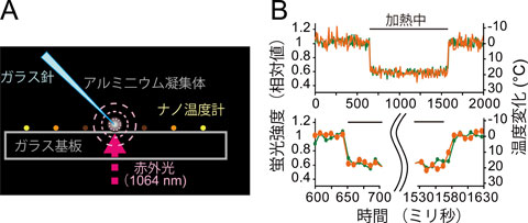 図３ナノ温度計の応答速度（Ａ）ガラス基板上のナノ温度計に局所的な熱パルスを加えた。ガラス針の先端のアルミニウム粉末凝集体に赤外光を集光することで、周囲に同心円状の温度勾配を発生させた。（Ｂ）熱パルスに対するナノ温度計の蛍光強度の応答。2フレーム（17.3ミリ秒）以内に応答していることがわかる。