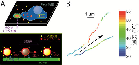 図４ 細胞内を歩くナノ温度計（A）ナノ温度計は細胞内でエンドソームに包まれ、微小管の上を分子モーターによって輸送される。この輸送中のナノ温度計に熱パルスを与えると、力学酵素である分子モーターの酵素機能が活性化され、粒子の移動速度は上昇する。同時に、温度上昇に伴って蛍光強度は減少する。（B）実際に観察されたエンドソームの位置と温度の高分解能マッピング。矢印は移動方向を示す。