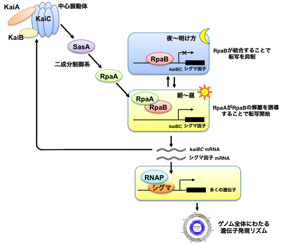 図2 RpaAとRpaBによる概日時計に依存した協調的な転写調節のモデル KaiA,B,Cで構成される中心振動体からの時間情報は、二成分制御系SasA-RpaAによって伝達されるが、単にRpaAによって転写が誘導されるのではなく、夜間のRpaBの結合による転写抑制をRpaAが解除することで転写を活性化することが分かった。また、RpaA/BはRNAポリメラーゼ(RNAP)のサブユニットであるシグマ因子の転写を調節しており、このシグマ因子により多くの遺伝子の周期的な転写リズムが生じるものと考えられた。