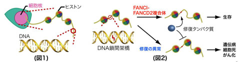 120725_dna2