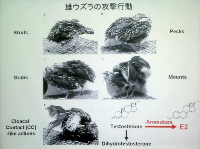 140120_neuroestrogen2