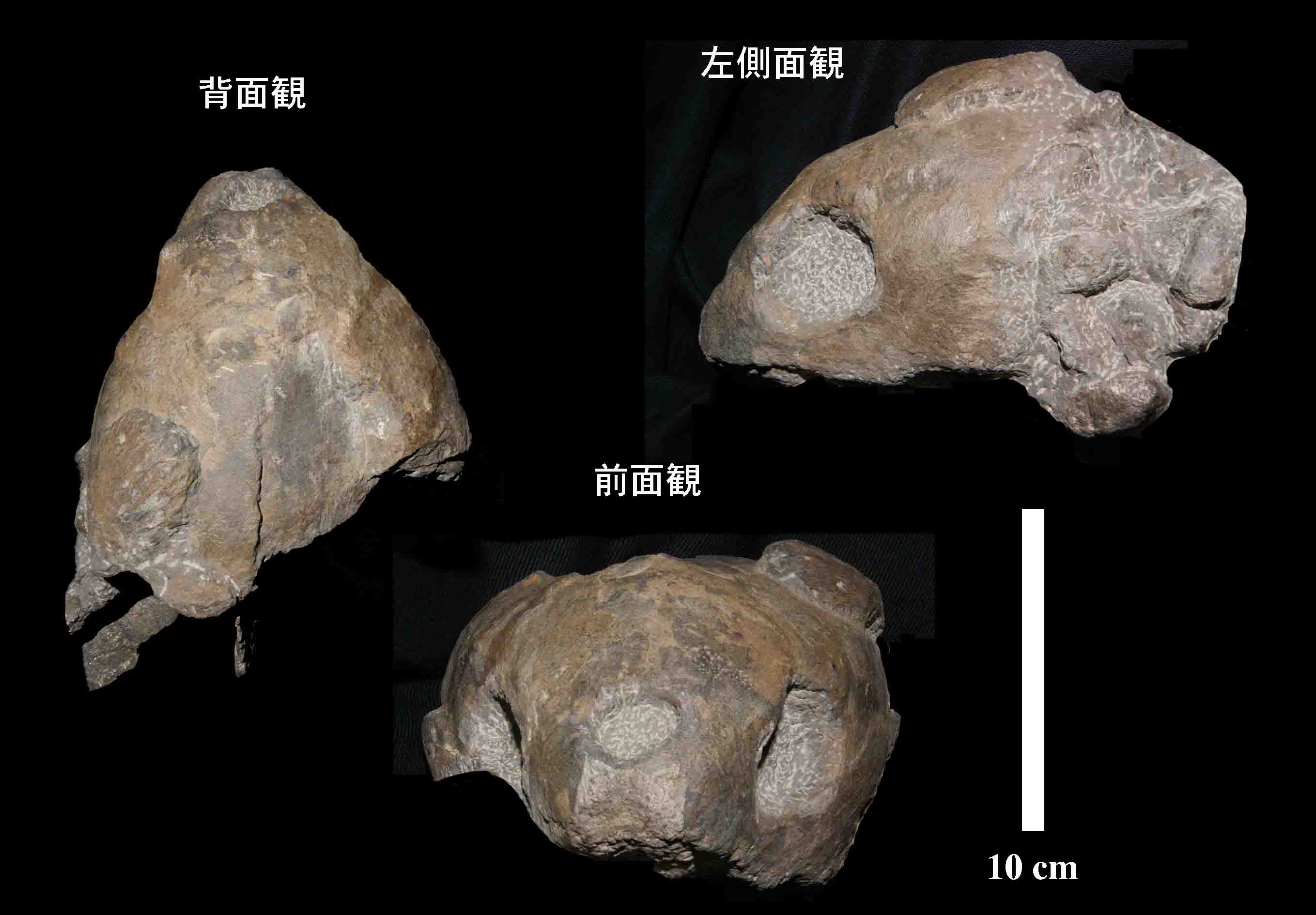 図２；メソダーモケリスの頭骨（第２標本）を３方向から見たところ。