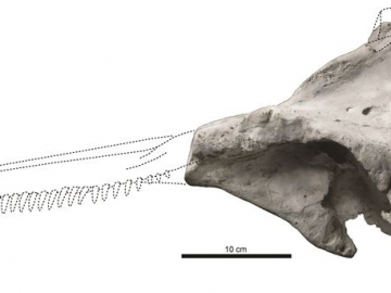“Eodelphis” kabatensisの頭骨化石と頭骨全体の復元図（村上瑞季原図）。 ©Society of Vertebrate Paleontology（古脊椎動物学会）