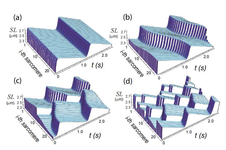 Figure 1. Patterns of SPOC identified by the series connection model. (a) Synchronized (in-phase) SPOC; (b) propagating (traveling wave) SPOC; (c) propagation-interrupted (disrupted traveling wave) SPOC; and (d) random (out-of-phase) SPOC. The letters correspond to those in Figure 2. SL: sarcomere length. The oscillation waveforms are saw-tooth shaped, irrespective of the oscillation pattern.
