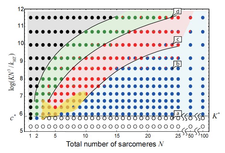 Figure 2. Phase diagram showing various states of myofibrils identified by the series connection model. (a) In-phase SPOC (white circles); (b) traveling wave SPOC (blue circles); (c) disrupted traveling wave SPOC (red circles); and (d) out-of-phase SPOC (green circles). The letters correspond to those in Figure 1. The area with black circles indicates the phase without oscillation.