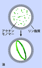 re20150324_Fig.2