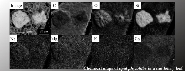 図２　電子顕微鏡による一ノ瀬クワの中のプラントオパールの元素マッピング