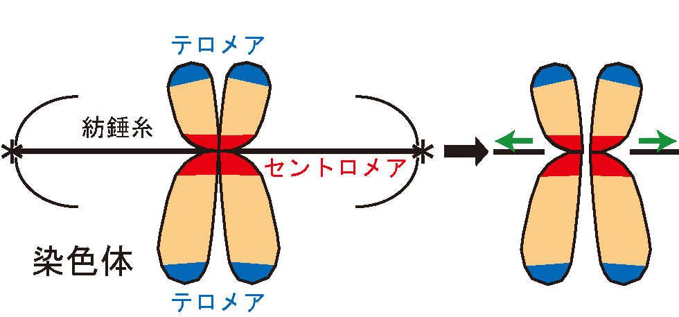 ■4