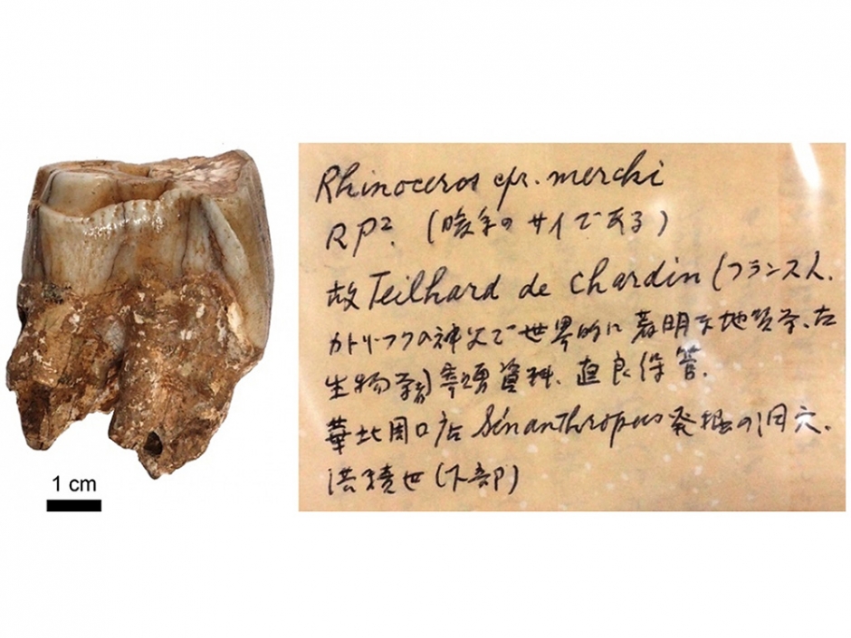 125記念室】直良信夫展 〜再発見された遺産は語る〜 2018/2/26〜3/26