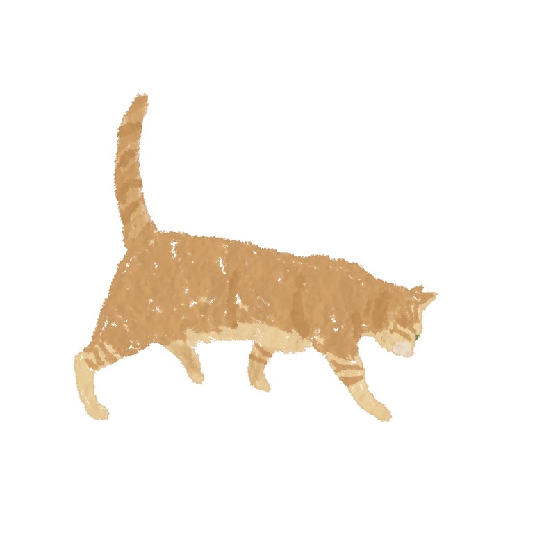 orange cat