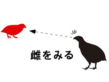 一目惚れの分子メカニズム