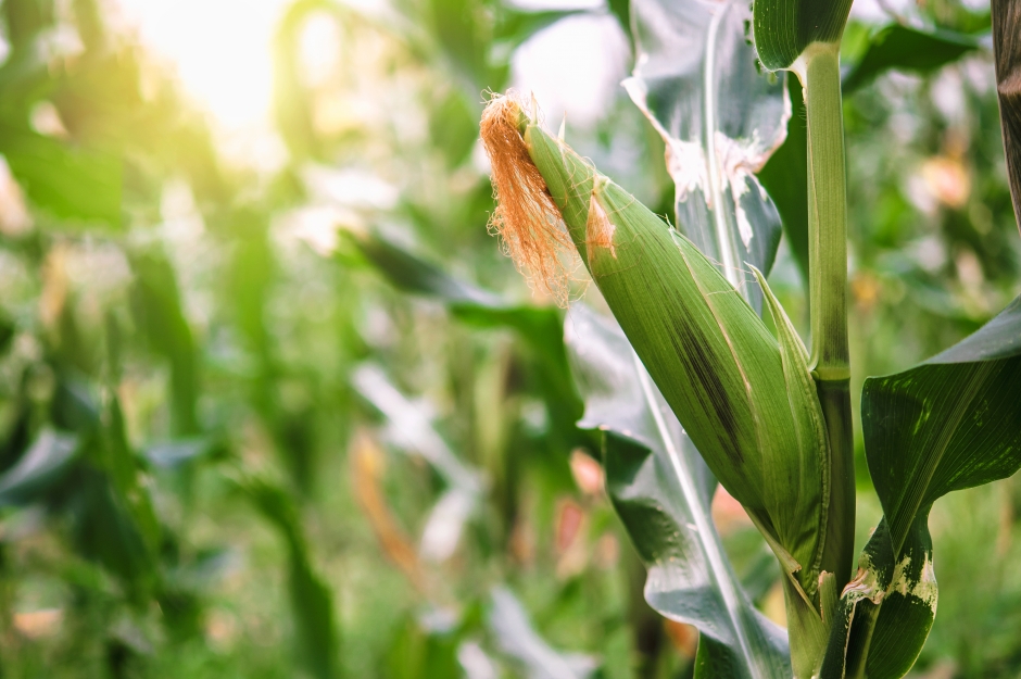 生物界最速のミオシンを発見