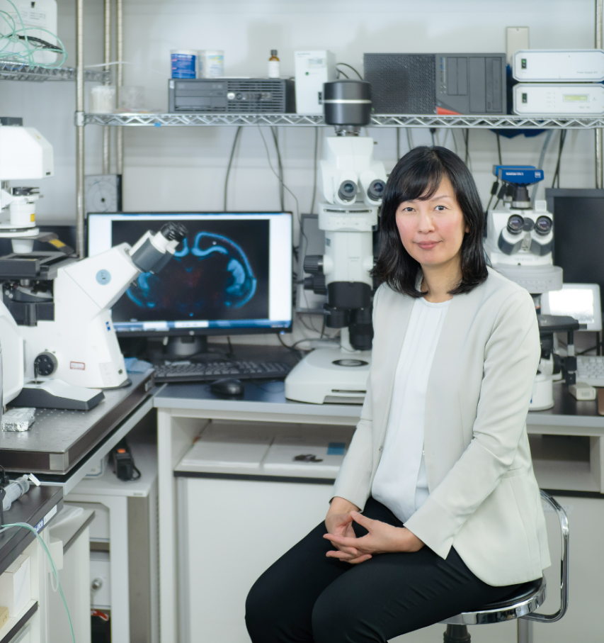 脳の細胞の個性や秩序が形作られるメカニズムを探る