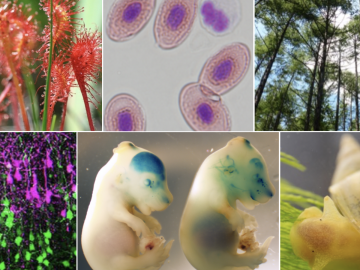 生物学専修HP