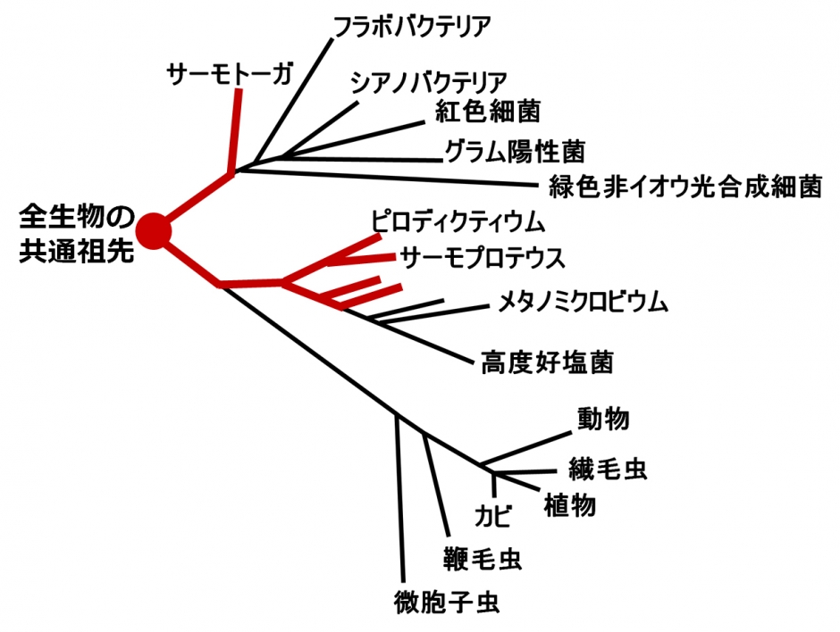 人間の祖先は高温を好む？　共通祖先生物の性質の判明に前進