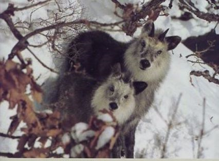 【開催案内】2023年1月24日(火)17:00～ZOOM(参加無料) 早稲田大学人間総合研究センター主催講演会「～～動物行動学から社会を学ぶ～～動物に「社会」はあるか？：生態学の視点から」講師：三浦 慎悟（早稲田大学名誉教授）