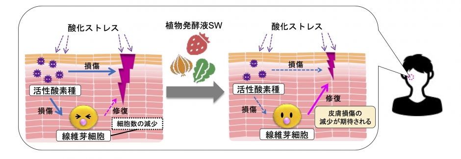 原太一教授が、産学連携により「植物発酵液SW」の皮膚損傷抑制効果を示唆する研究結果を発表