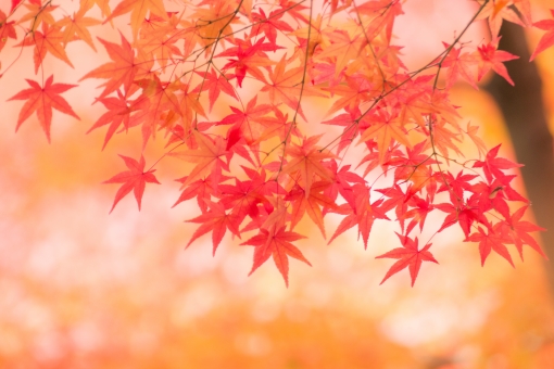 The Power of Translation: Who’s Afraid of Poetry?