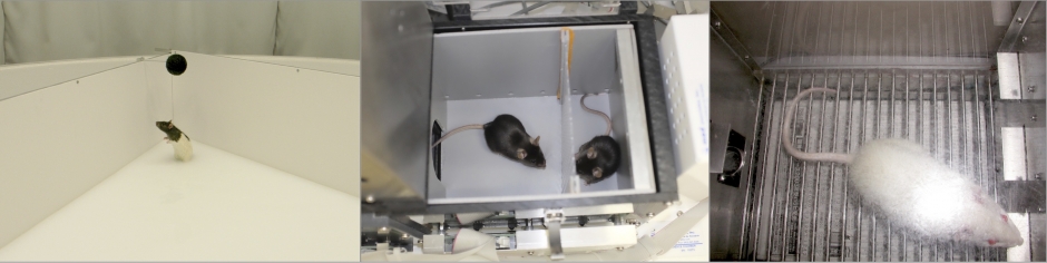 「脳とこころ: 学習・記憶・行動のメカニズムを動物研究から探る」 文学部 神前裕准教授 (教員紹介) – 早稲田大学 文学部
