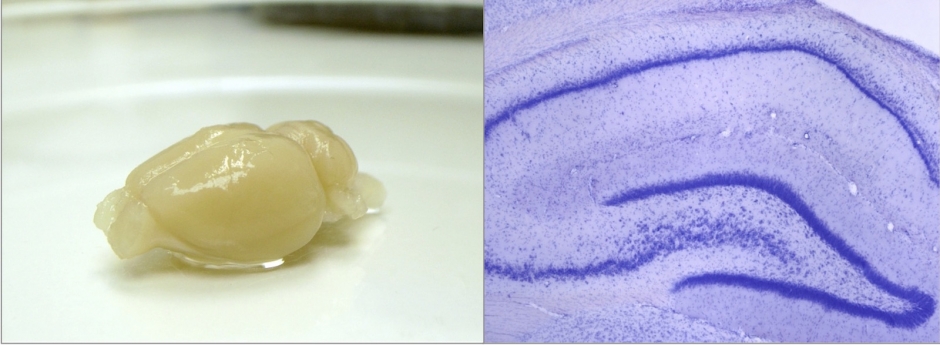「脳とこころ: 学習・記憶・行動のメカニズムを動物研究から探る」 文学部 神前裕准教授 (教員紹介) – 早稲田大学 文学部