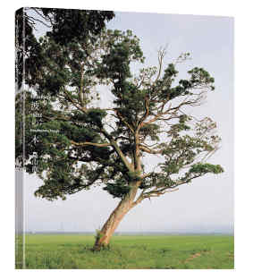 【フランス語フランス文学】6/25　講演会　「津波の木のほうへ 　2011年以降の写真制作について」