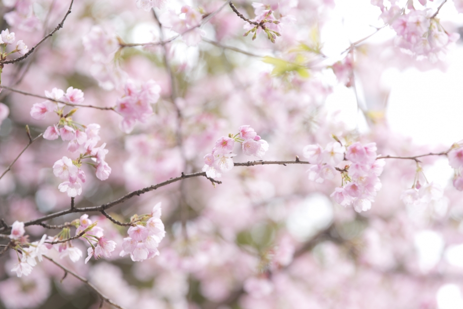 2025年度入学式について(2025年4月1日)