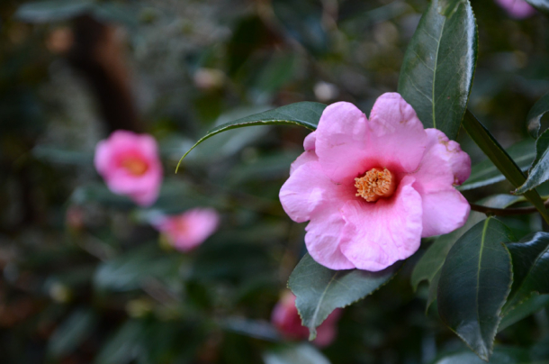 2025 Spring Vacation: Info on the Opening Hours of Campus Offices, Facilities, Libraries, and More