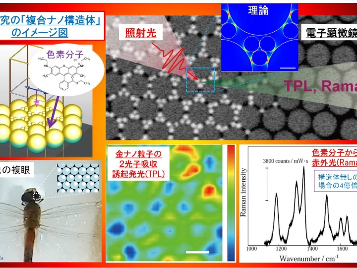 ２ステップで作製可能な「複合ナノ構造」で分子由来の光応答が１億倍以上に増強　規則正しく並んだ昆虫の複眼と稲妻が集まる避雷針の自然現象がヒントに