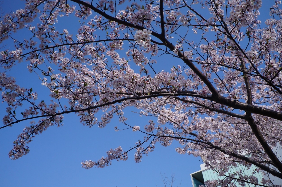 Important Notice for New Students for April,2025 (Updated on April 2)