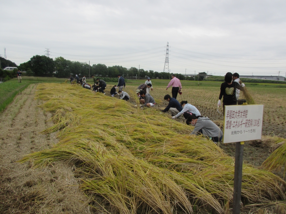 環境・エネルギー学演習／実習Ｂ　稲刈り