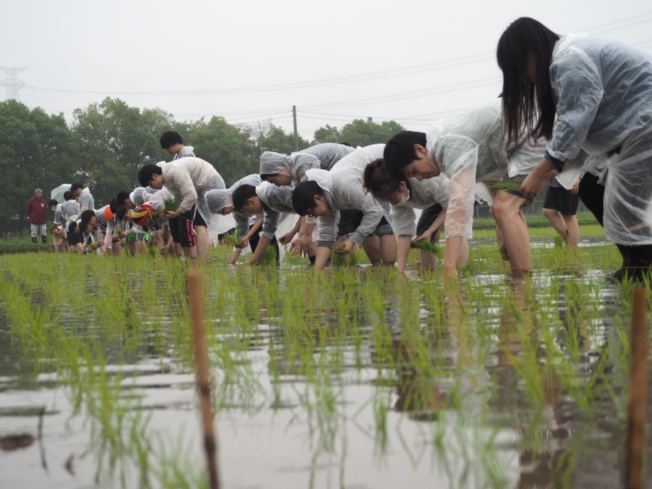 環境・エネルギー学演習／実習Ｂ 　田植え