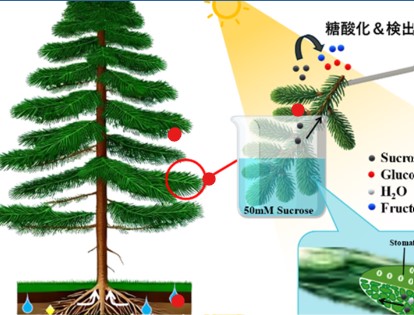 三宅丈雄教授、アズハリ・サマン次席研究員らの研究グループ、植物の糖輸送を可視化する新技術「植物刺入型多酵素センサ」を開発