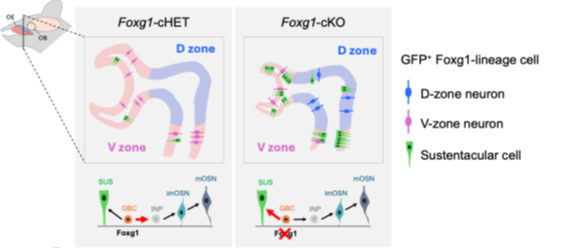 アーリーバードメンバー栗山　杏さん（生命理工学専攻　花嶋研究室）の研究論文が、Genes to Cellsに投稿されました。