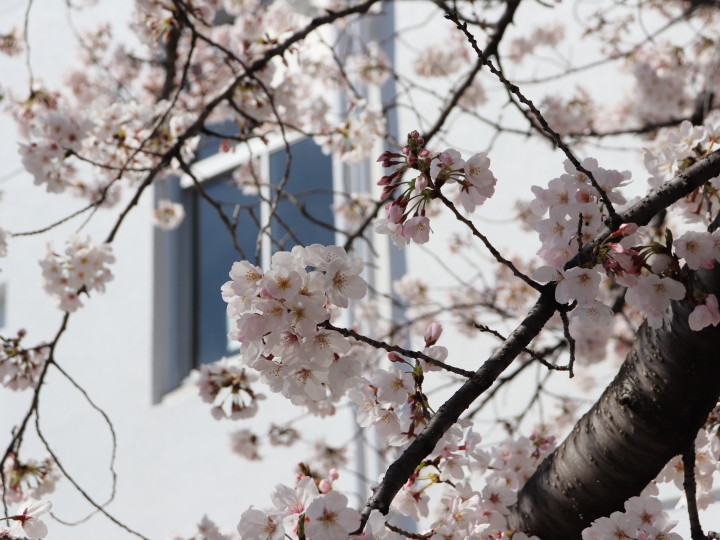 Kickoff Conference: JST-ERATO YAMAUCHI Materials Space-Tectonics Project ( 17 April 2021 )