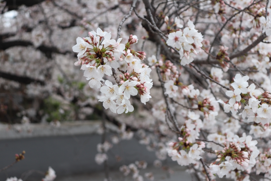 各務記念材料技術研究所（環境整合材料基盤技術共同研究拠点）共同研究成果報告会（オンライン） 3月2日（火）開催