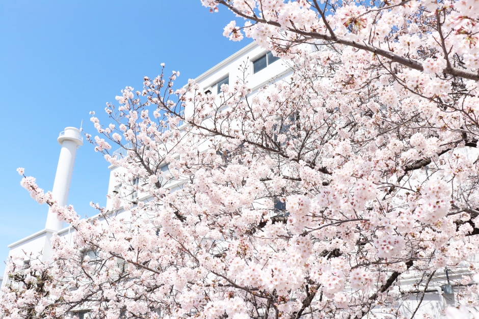 早稲田大学 各務記念材料技術研究所 環境整合材料基盤技術共同研究拠点 2024年度共同研究成果報告会（オンライン）を開催いたします