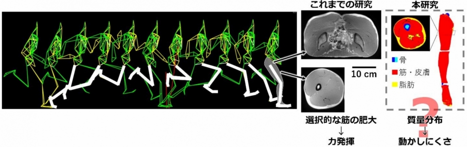 鍛えられたスプリンターの下肢は、本当に動かしにくいのか？ 身体組成や形状を従来の5倍の分解能で分析できる画像解析手法を開発