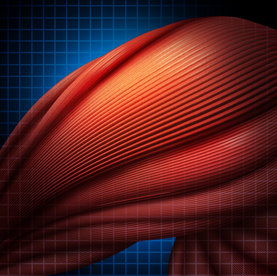 コンカレント運動と乳酸に関する研究成果