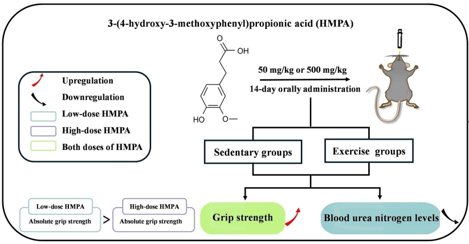 Effects of 3-(4-Hydroxy-3-methoxyphenyl)propionic Acid on Enhancing Grip Strength and Inhibiting Protein Catabolism Induced by Exhaustive Exercise／ジヒドロフェルラ酸が握力向上および疲労困憊運動による筋タンパク質分解抑制に及ぼす影響