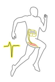 スプリンター特有の脊髄神経機能を解明-大腿筋制御を担う神経回路にみられる適応-
