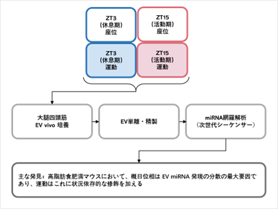 概日リズムが骨格筋由来細胞外小胞のマイクロRNAプロファイルを規定する：高脂肪食肥満マウスにおける運動による状況依存的修飾／Circadian Phase Shapes Muscle-Derived Extracellular Vesicle microRNA Profiles with Context-Dependent Modulation by Exercise in High-Fat-Diet-Fed Mice