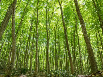 第16回カーボンニュートラル研究セミナー（12/18  藤掛一郎 教授）