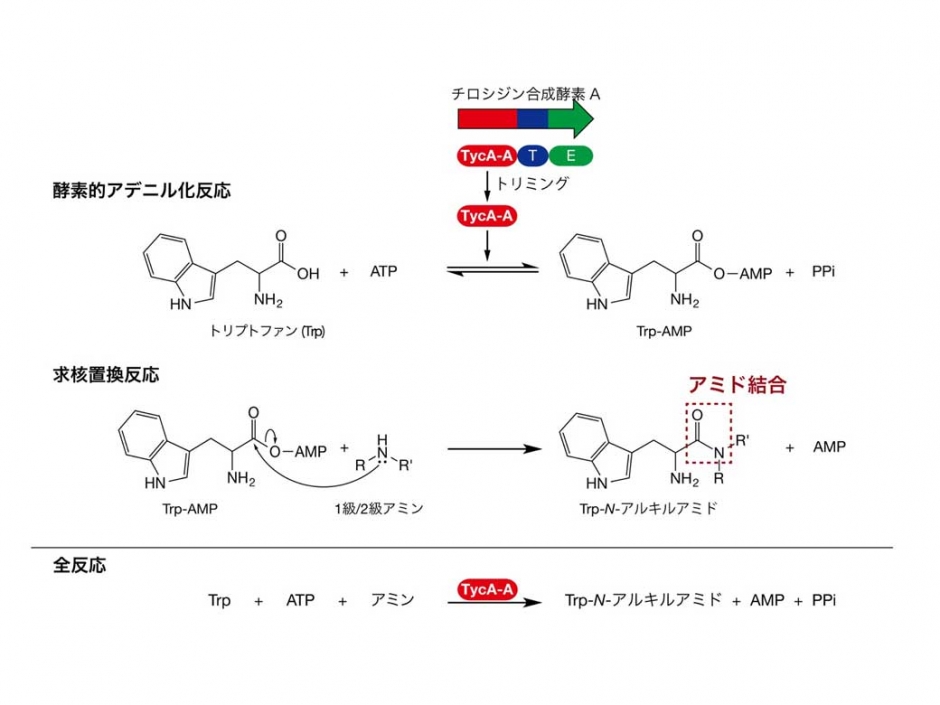 多様なアミド化合物を合成可能とする新規アミド結合形成反応を開発 